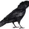 Crow Language